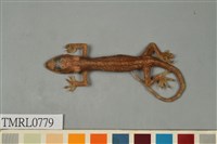 藏品(龜山壁虎)的圖片